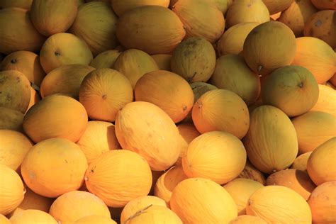 Yellow Melons Free Stock Photo Public Domain Pictures