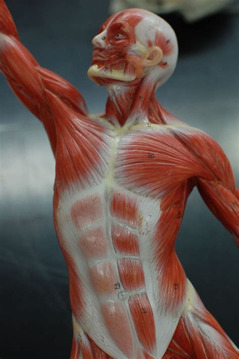 Every single muscle in the human body has volume. Human Anatomy Lab: Muscles of the Torso