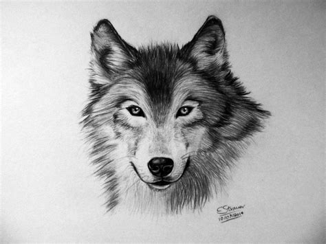 Hi Heres My Drawing Of A Wolf I Worked On This For A Tutorial Video