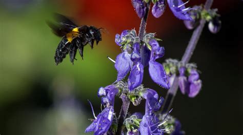 Painted wood surfaces, on the other hand, are rarely attacked since the bees must see or feel the grain of the wood in order to recognize it as that is not saying that the gloss finish repels carpenter bees. What Keeps Carpenter Bees Away? 8 Ways to Repel Carpenter Bees