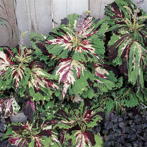 Kong Mosaic Coleus Coleus Horticultural Products And Services