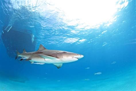 Tiburón Limón Características Comportamiento Hábitat Y Más