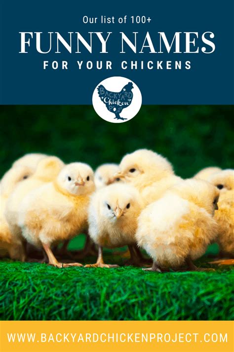 250 Hilariously Funny Chicken Names Backyard Chicken Project