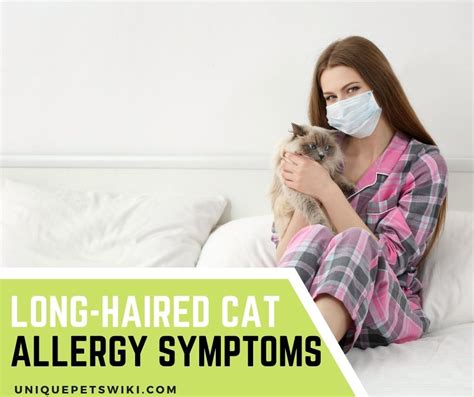Long Haired Cat Allergy Symptoms Causes And Treatment