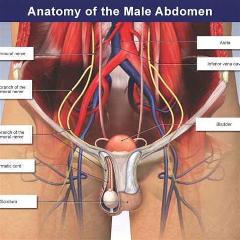 A good amount of area is covered by the abdominal wall. Anatomy of the Male Abdomen - TrialExhibits Inc.