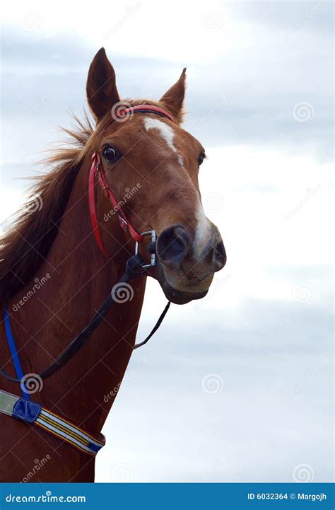 Chestnut Racehorse Stock Photo Image Of Sport Determination 6032364