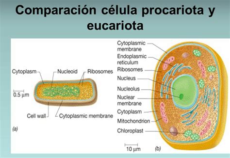 Comparación entre célula procariota y eucariota Celula procariota y
