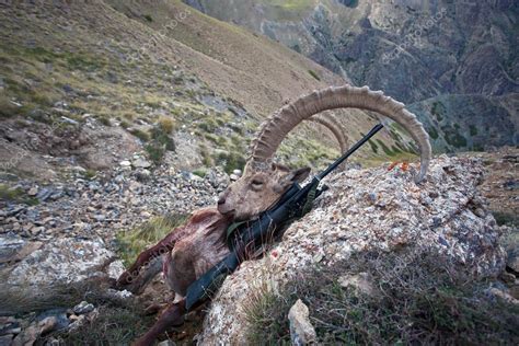 Trophy Asian Ibex And Hunting Rifle In The Mountains — Stock Photo