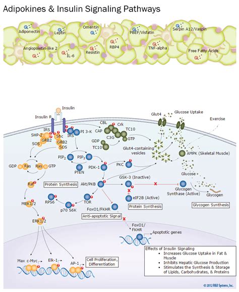 Adipocytokine Signaling Pathway Creative Diagnostics Hot Sex Picture