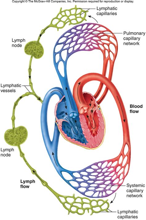 Copy Of Circulatory System Lessons Tes Teach Lymphatic System