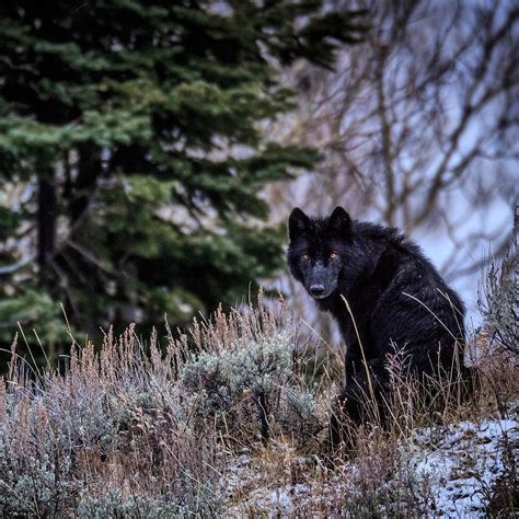 Black Wolf Over 1080 X 1080 Black Wolf Album On Imgur Check Out This Fantastic Collection Of