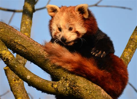 Kleiner Roter Panda Foto And Bild Tiere Zoo Wildpark And Falknerei