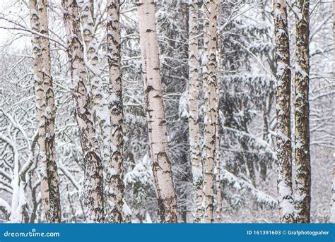 Trunks Of Birch Trees Covered With Snow Against The Background Of