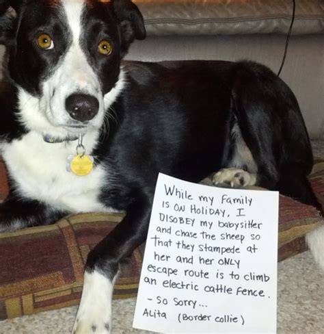 Medium to longer coated abca border collies bred on our family ranch, the circle ranch in fredericksburg. Our Short Haired Border Collie
