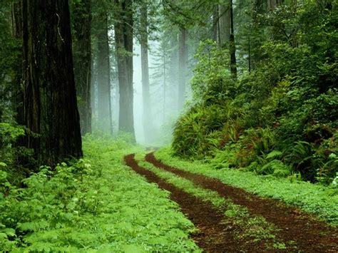 Free Download Rainy Forest Road Wallpaper 1920x1080 For Your