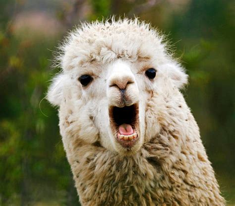 Royalty Free Alpaca Pictures Images And Stock Photos Istock