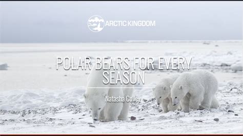 Polar Bears For Every Season Webinar Youtube
