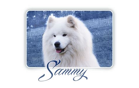 Samoyed Alexander Great Carpathian White Smile Samoyed Transparent
