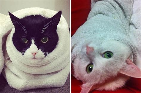 Cats Wrapped Up Like Burritos The Latest Trend To Hit