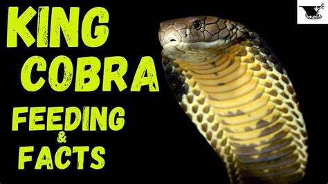 King Cobra Feeding And Facts Feeding King Diesel The King Cobra Youtube