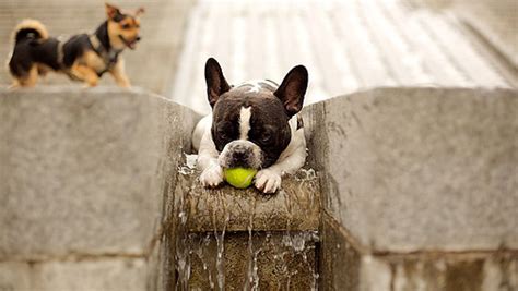 A true friend is a companion who will be there for you no matter what. Best Affordable Dog Toys For Strong Chewers - Pet Paw