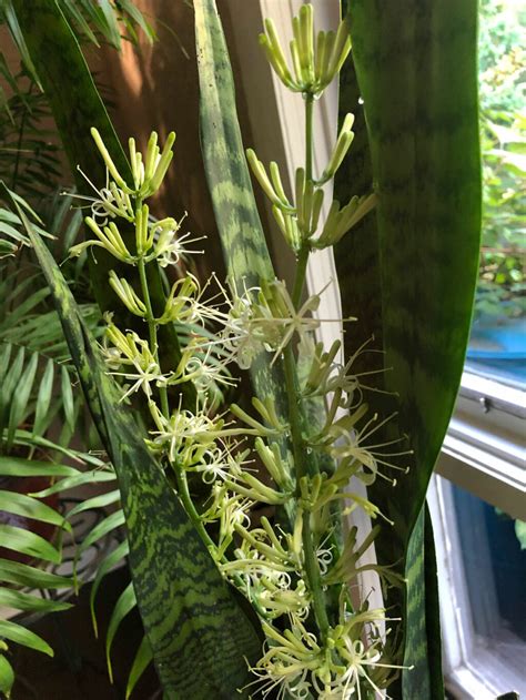 Sansevieria Flowers 1 Secret To Get Snake Plants To Bloom