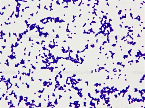 Science Source Gram Positive Bacteria Cocci