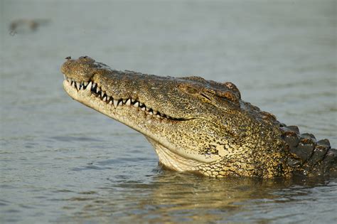 Do Alligators And Crocodiles Eat The Same Things Whatodi