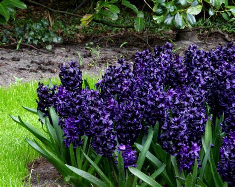Black Hyacinth Dark Dimension Bulbs — Buy Online At Farmer Gracy Uk