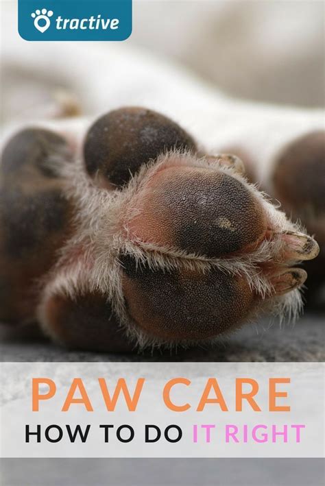 Paw Care For Dogs Is Very Important For The Health Here Are The Top
