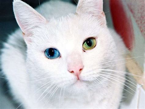 15 Stunning Photos Of Animals With Heterochromia Cats Animals