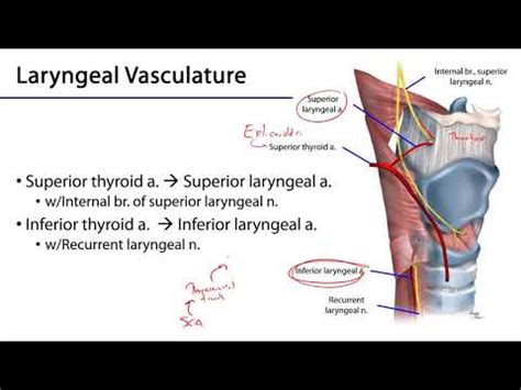 Larynx Pharynx And Cst Lo Laryngeal Neurovasculature Youtube