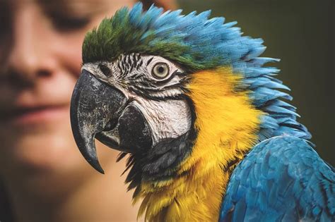 Free Image on Pixabay - Ara, Parrot, Animal World | Pet birds, Parrot ...