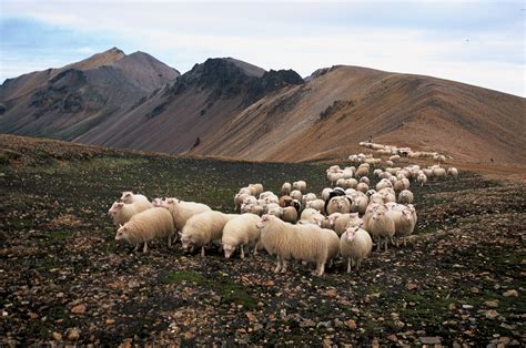 Native Icelandic Adventure Sheep Round Up In East Iceland