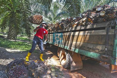 Malaysia has 600 million palm trees, making it one of the largest carbon sinks in the world. Kashmir row sparks Malaysia, India palm oil tensions ...