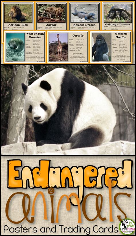 Endangered Animals Information Posters Trading Cards And Report