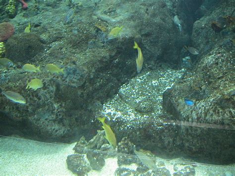 Coral Reef Exhibit At The Florida Aquarium In Tampa Florida