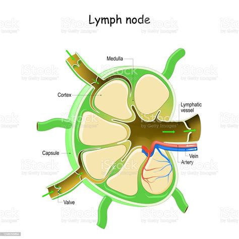 Lymph Node Anatomy Stock Illustration Download Image Now Istock