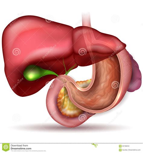 Jul 21, 2016 · related posts of anatomy of internal organs male abdominal exercises. Stomach And Other Internal Organs Stock Vector ...