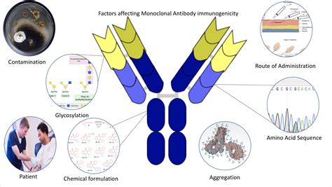 They are designed to bind to antigens that are generally more numerous on. Immunogenicity - Wikiwand