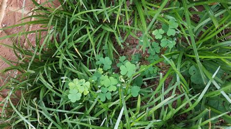There are dozens of yellow weeds that are considered invasive and damaging to crop cultivation or pasture maintenance. Oxalis Control | Home & Garden Information Center