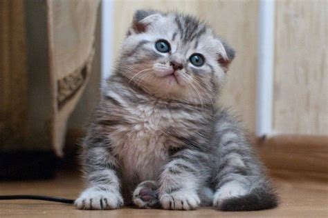 50 Very Cute Scottish Fold Kitten Photo And Pictures