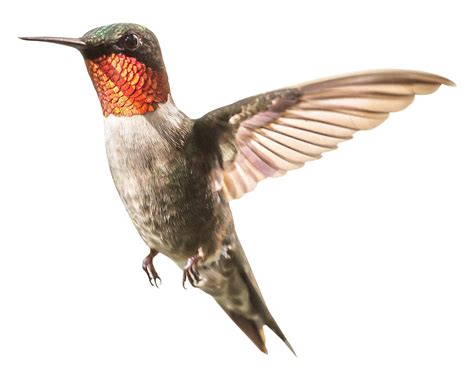 Hummingbird Png Transparent Image Download Size 1630x1296px