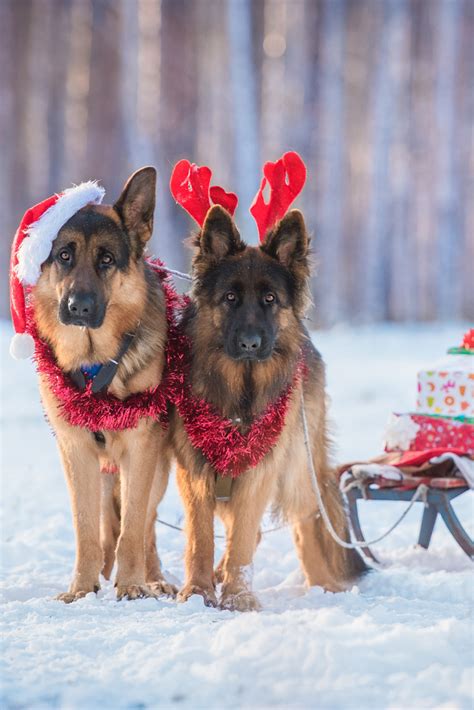 Two German Shepherd Dogs Dressed Like Christmas Reindeers With Sleigh