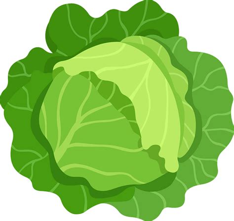 Cabbage Clipart Free Download Transparent Png Creazilla