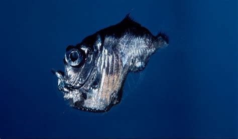 Deep Sea Hatchetfish Just Trying Its Darndest To Survive Australian