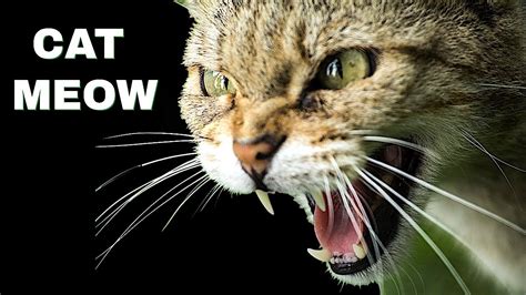 Cat Meow Sound Effect Free Download Cat Meme Stock Pictures And Photos