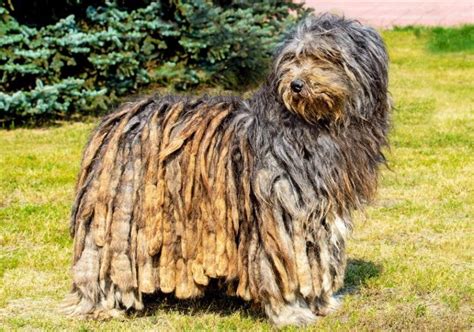 Top 15 Long Haired Dog Breeds With Pictures Hepper
