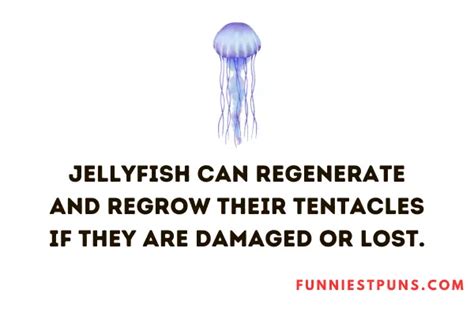 90 Funny Jellyfish Puns And Jokes Funniest Puns