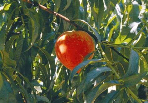 (the south and pacific northwest would be fine for planting at this time of year.) Fall is time to plant fruit trees in La. - LSU AgCenter